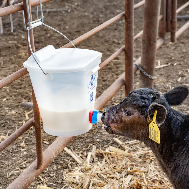 A newborn calf drinking from a teat bucket