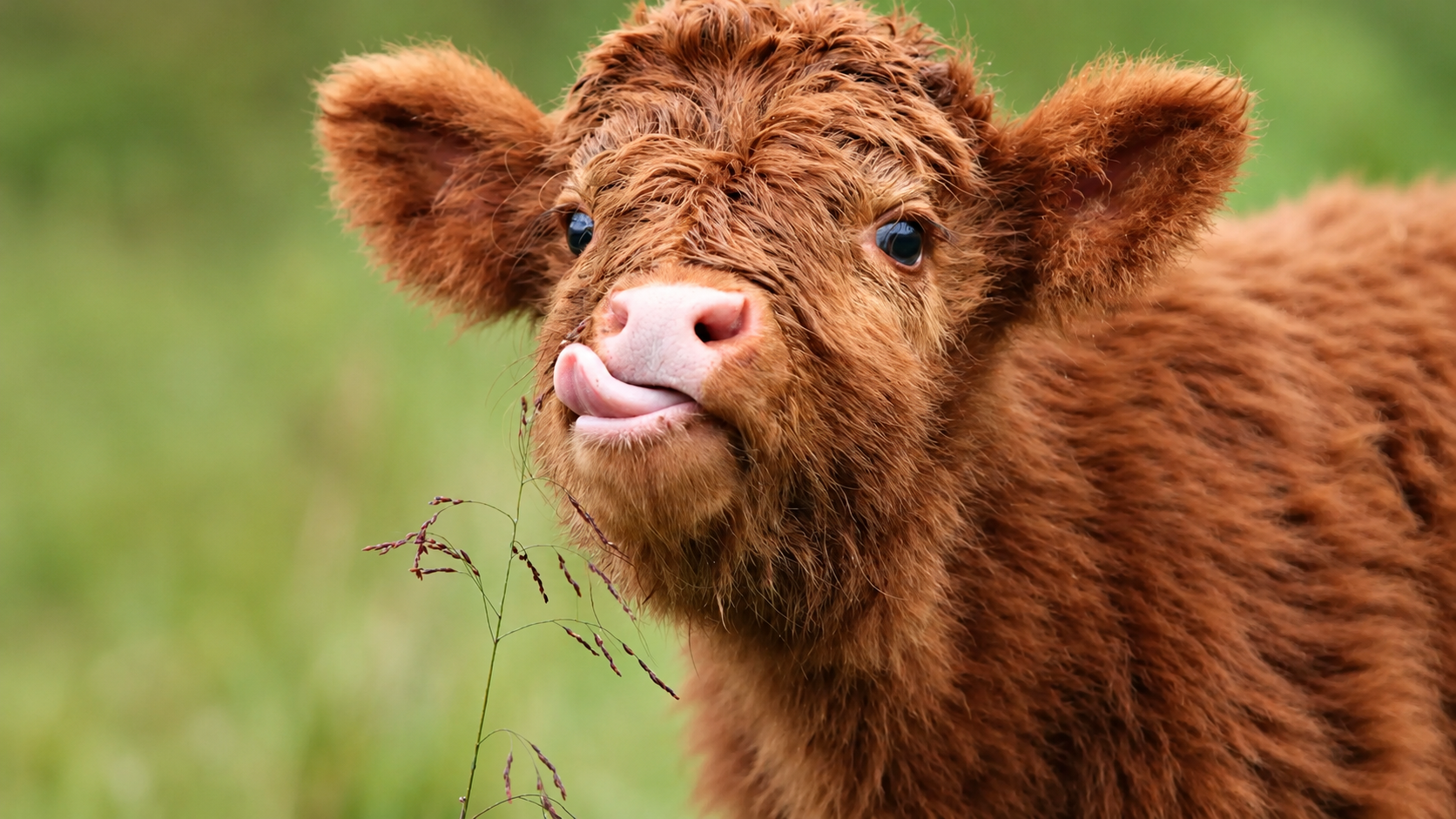 A young highland calf looking at the camera