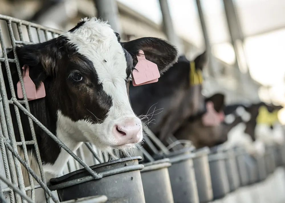Dairy calves in individual pens